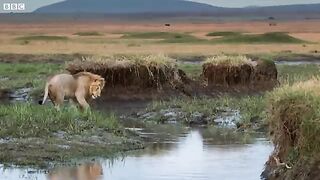 Lion Trapped by Clan of Hyenas _ Dynasties.mp4.2026