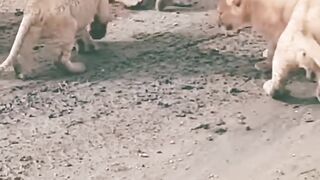cute lion cubs play with mom baby lion ????.mp4.2026