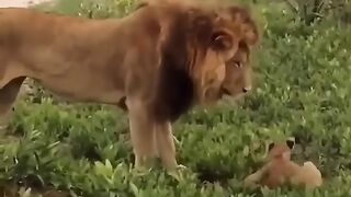 Lioness protects her cub.mp4.2026