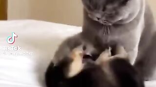 Коварний кот