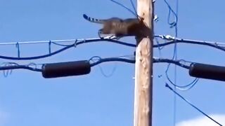 Кот електрик