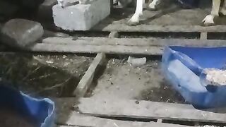 Goat and its kid