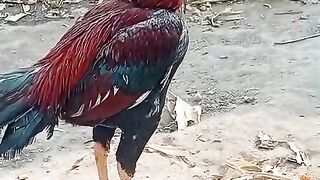Nice rooster
