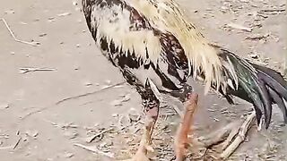 Chicken salad