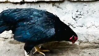 Black hen