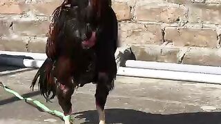 Chicken alive