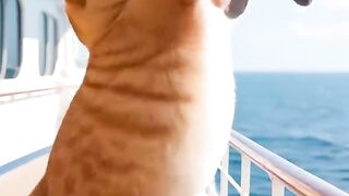 The cheating orange cat,the wife's revenge.