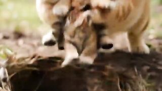 How This Cat Became a Bully