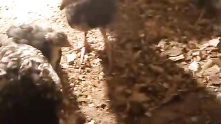 Little beak chicken