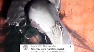 Penyebab UTAMA terjadinya MASALAH saat ngurus LARVA lele