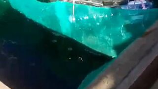 PANEN lele lancar TANPA kendala❗Begini CARANYA