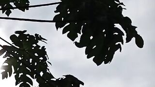 Daun yang pahit seperti kehidupan
