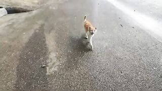 The stray cat talked so much about food that he became angry.