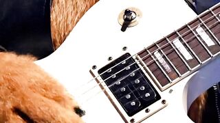 Cat Covers Metallica – Fade to Black (Unexpected!)