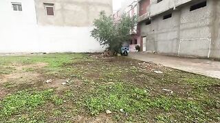The hungry stray cats will come to me and ask me for food every day.