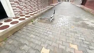 The tuxedo kitten was more interested in meeting us than anything else.
