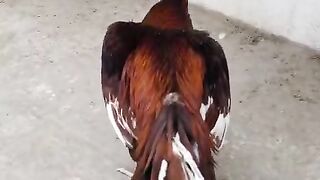 Looking looking
