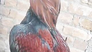 What a rooster