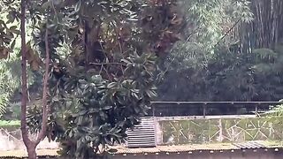 super active cute panda