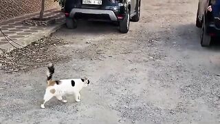 We will make happiness with all the stray cats we come across.