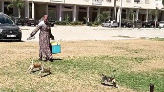 Important dates for stray cats, will bring us together with them every morning.