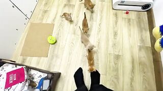 The thing these kittens like to do most of all is climb up my legs every time.