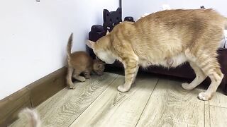 The purring of the mama cat attracted all her kittens for milk.