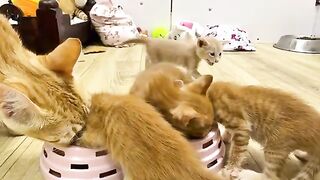 Willow almost ate her brother's leg tasting food on Caramel.