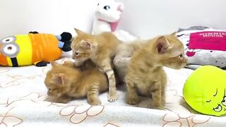 For the First Time Ginger's Kittens Spy on Their Mom's Food Plate