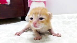 Cat Ginger's Kittens Names | The Final List is announced