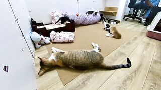 Playtime, mealtime, and a loving mother - what more do kittens need ?