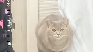 Top 13 funniest cat face,