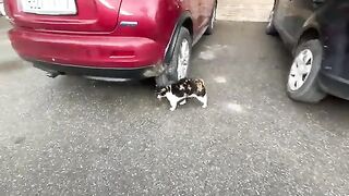 When I pet the big-nosed cat, the jealous cat comes and says to me, You haven't visited me.