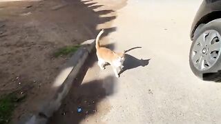 Stray ginger cat showed her affection to us so she could get food.