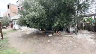Sweet stray cats, will be waiting for our meals every morning.