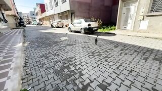Stray cats make us happy with their happiness when they see us.