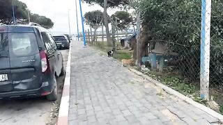 Hungry beach cats will wait for summer to arrive so they can get food from visitors.