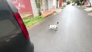 The stray calico cat danced for us on two feet for a long time.