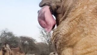 Fascinating Animal Facts You Didn't Know!
