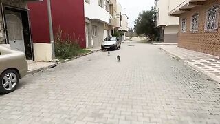 Cute hungry stray cats all gathered around us.