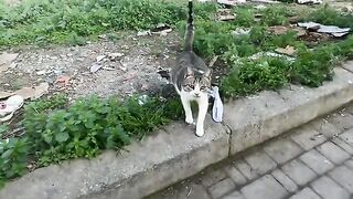 The pregnant cat, who was close to giving birth, had her wooden house stolen.