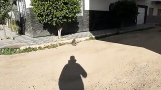 Stray tabby cat gets angry and talks to me when I pick him up from the ground.