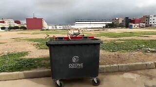 Stray Cats searching the trash can for food welcomed us with kindness.