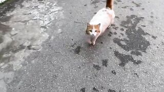 The friendly, fluffy stray cat, so cute and hungry.