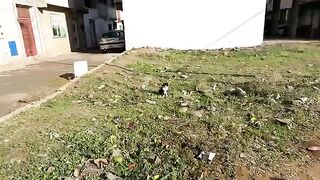 The stray fluffy cat is more than adorable.