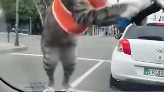 Start cleaning smart cat boy