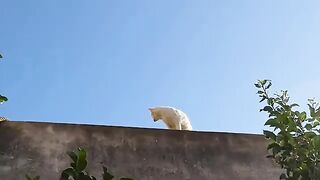 The stray cat will love to receive a hug from the servant of cats in every encounter.