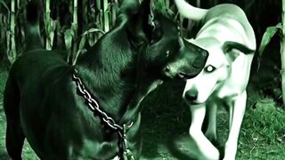 Who came to the cornfield tonight?