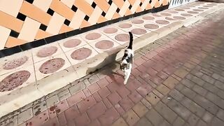 Stray cat with a very cute face, meowing once for food
