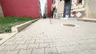 Cute stray cat meows like a goat and follows the lady to get food.